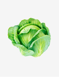 Healthy green cabbage