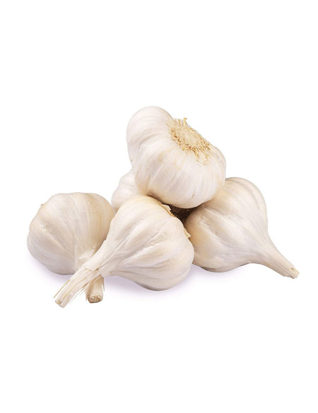 Wholesale Fresh Garlic