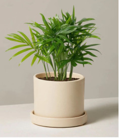 Indoor Parlor Palm Plant