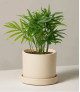 Indoor Parlor Palm Plant