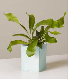 Staghorn Fern Natural Plant in White Pot