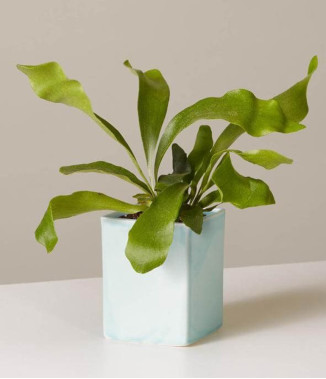 Staghorn Fern Natural Plant in White Pot