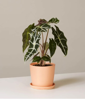 Alocasia Polly African mask plant