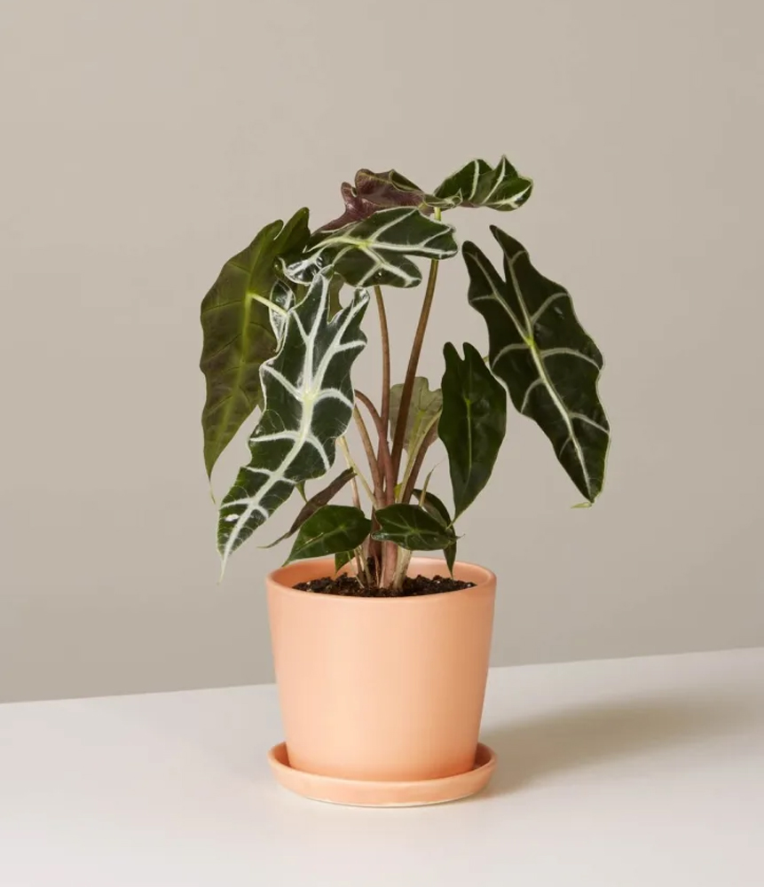 Alocasia Polly African mask plant