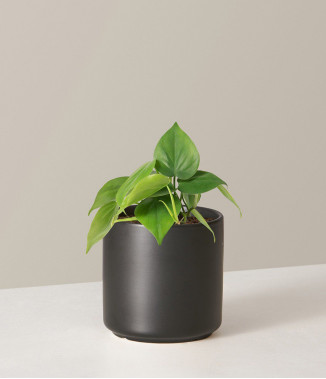 ZZ Plant, zamia air purifer plant with self watering pot