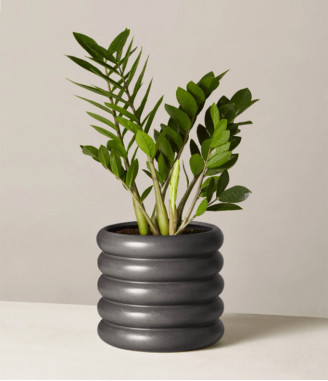 ZZ Plant, zamia air purifer plant with self watering pot