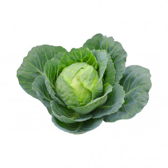 Organic Cabbage Plant